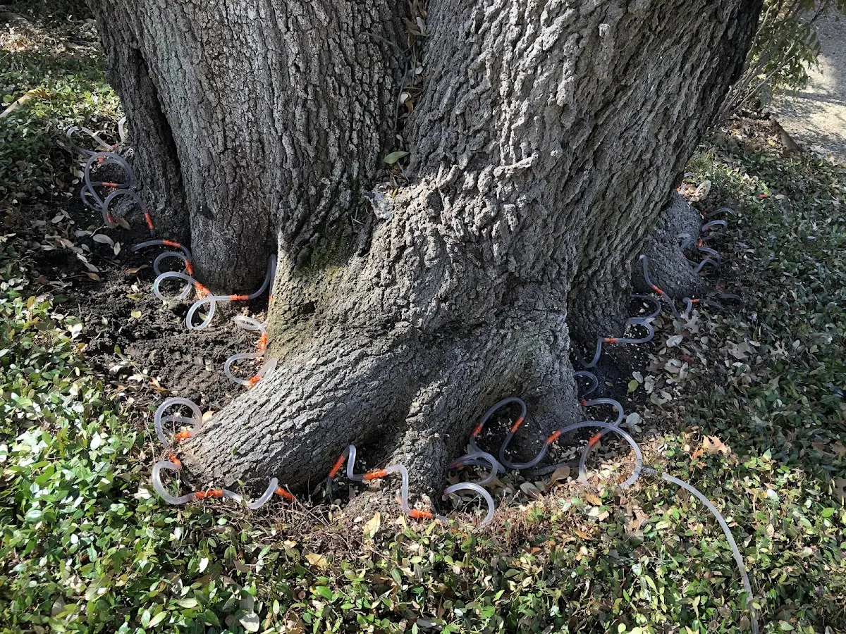 Detailed Tree Cabling and Bracing job site in Boiceville