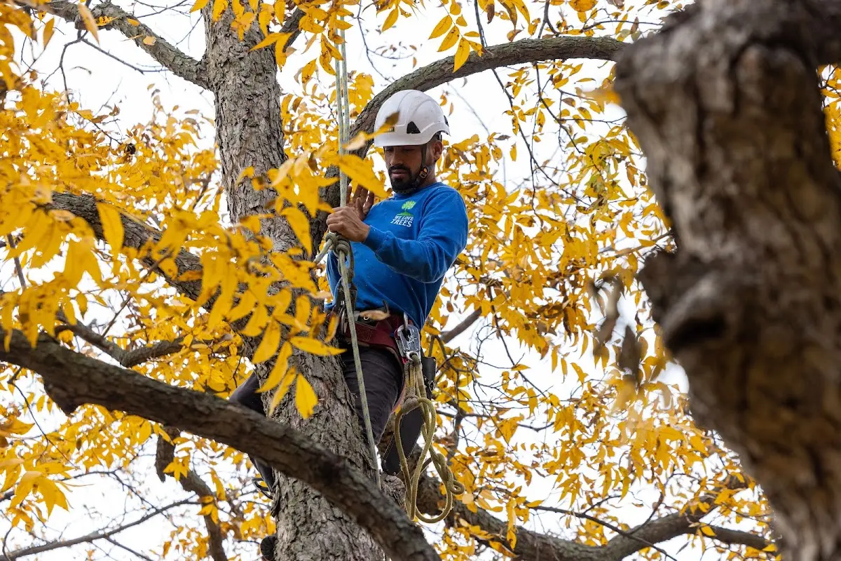 Skilled Storm Damage Cleanup crew working in Boiceville